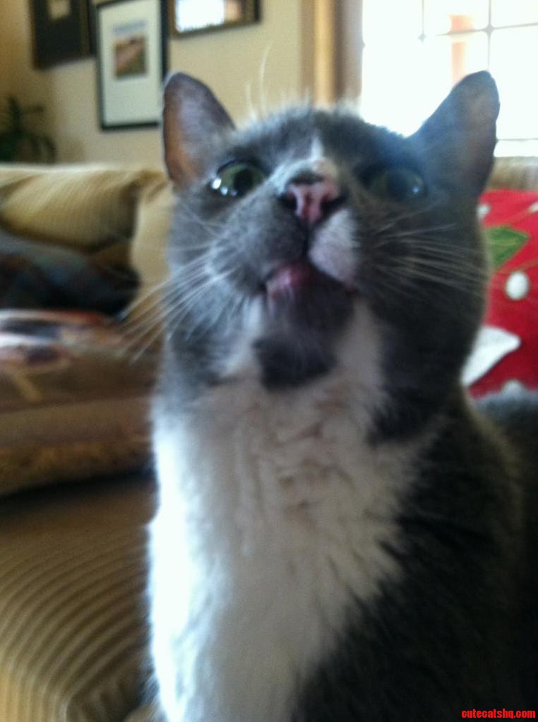 I Gave My Cat Some Ice Cream And This Is The Face He Made…. I Think He Likes It