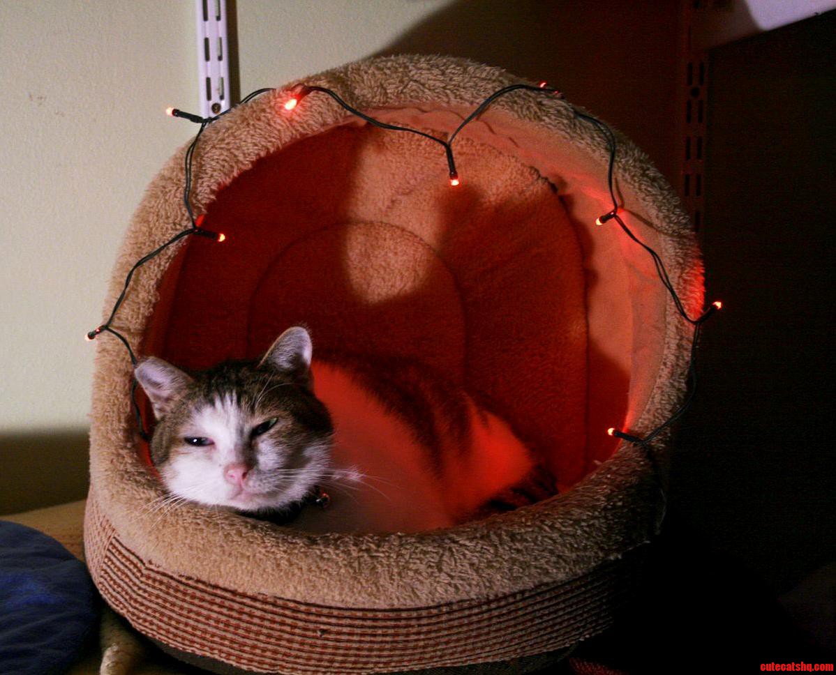 I Lit Up My Cats Bed For Christmas. Hes Relatively Nonplussed.