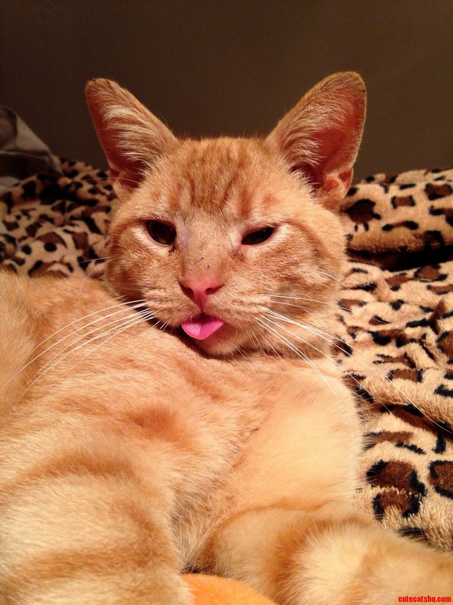 Just Chilling With His Tongue Sticking Out.