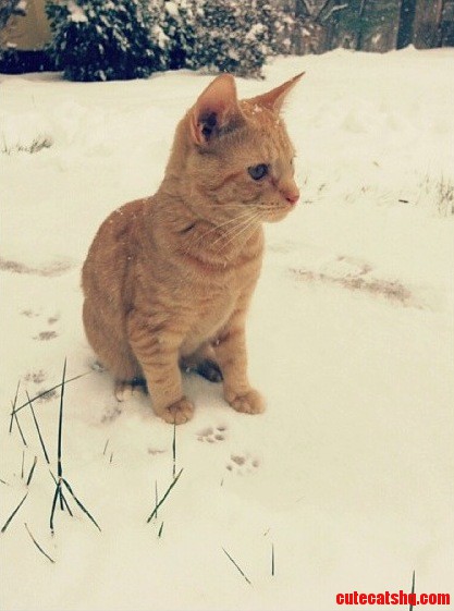 Kittys First Snow