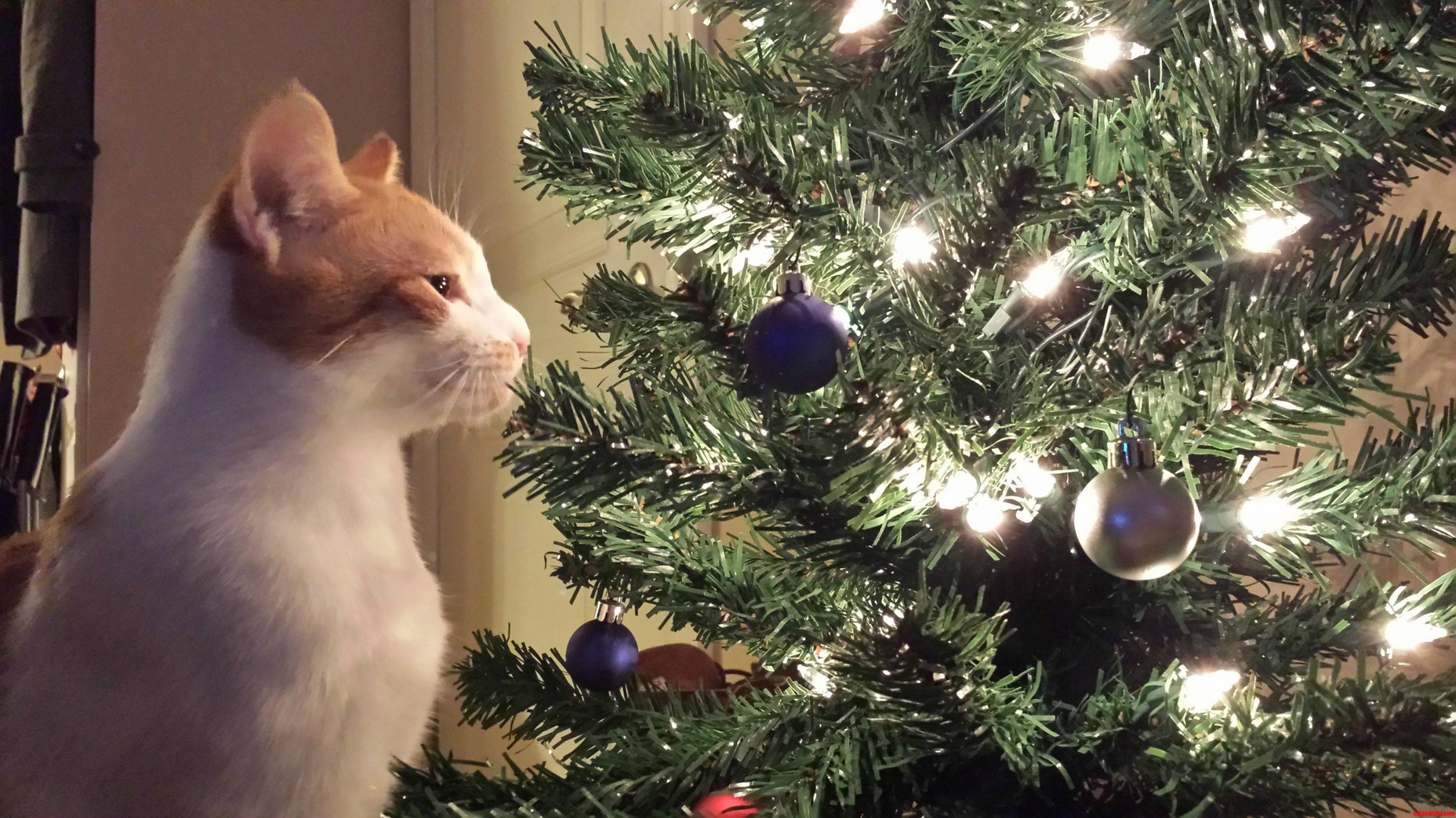 Maple Is Fascinated By Our Tiny Tree.