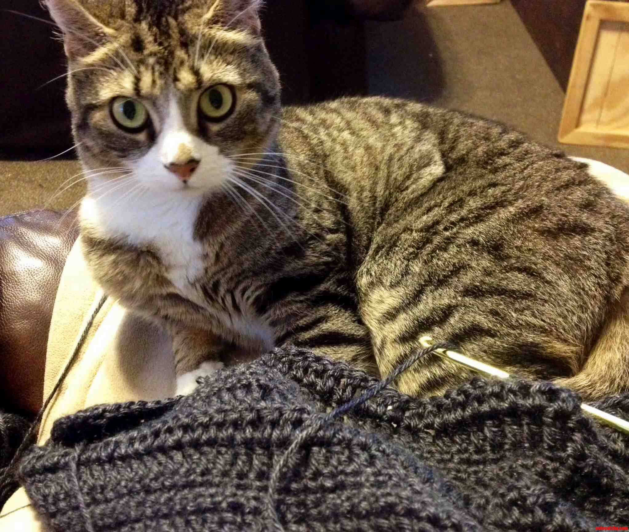 Meet Lily Yarn Assistant