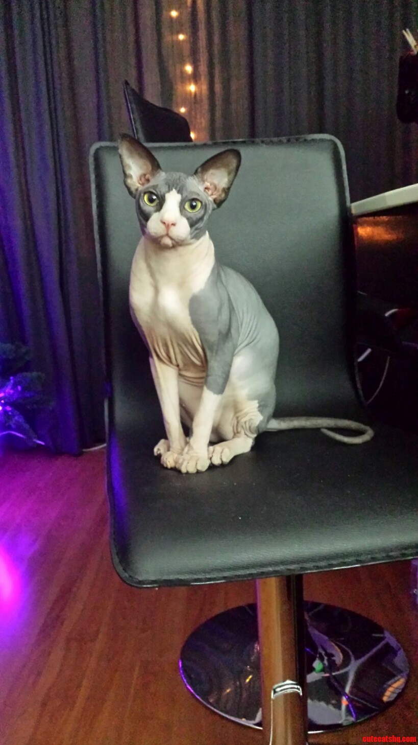 Meet My Cat Link. When Im Gaming He Sits Like A Prince Next To Me