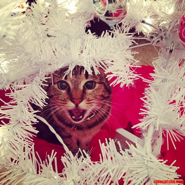 Meow Merry Christmas