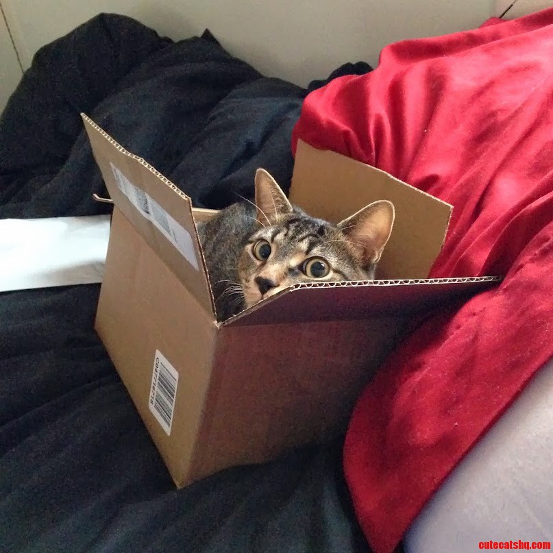 Much Box. Such Fits. Wow.
