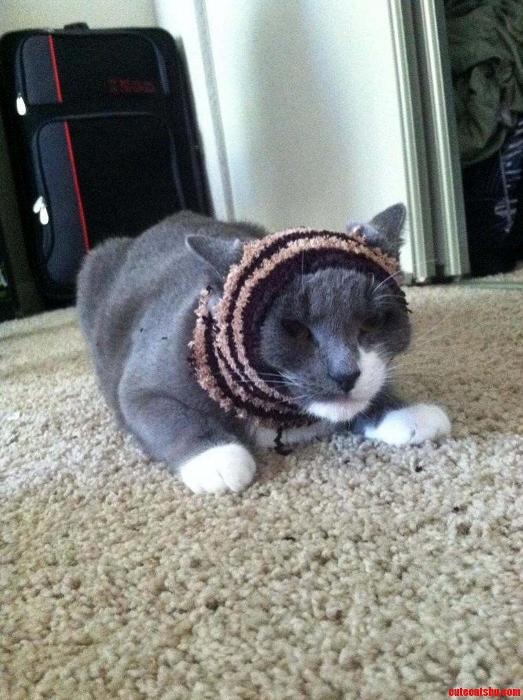 Muslim Cat