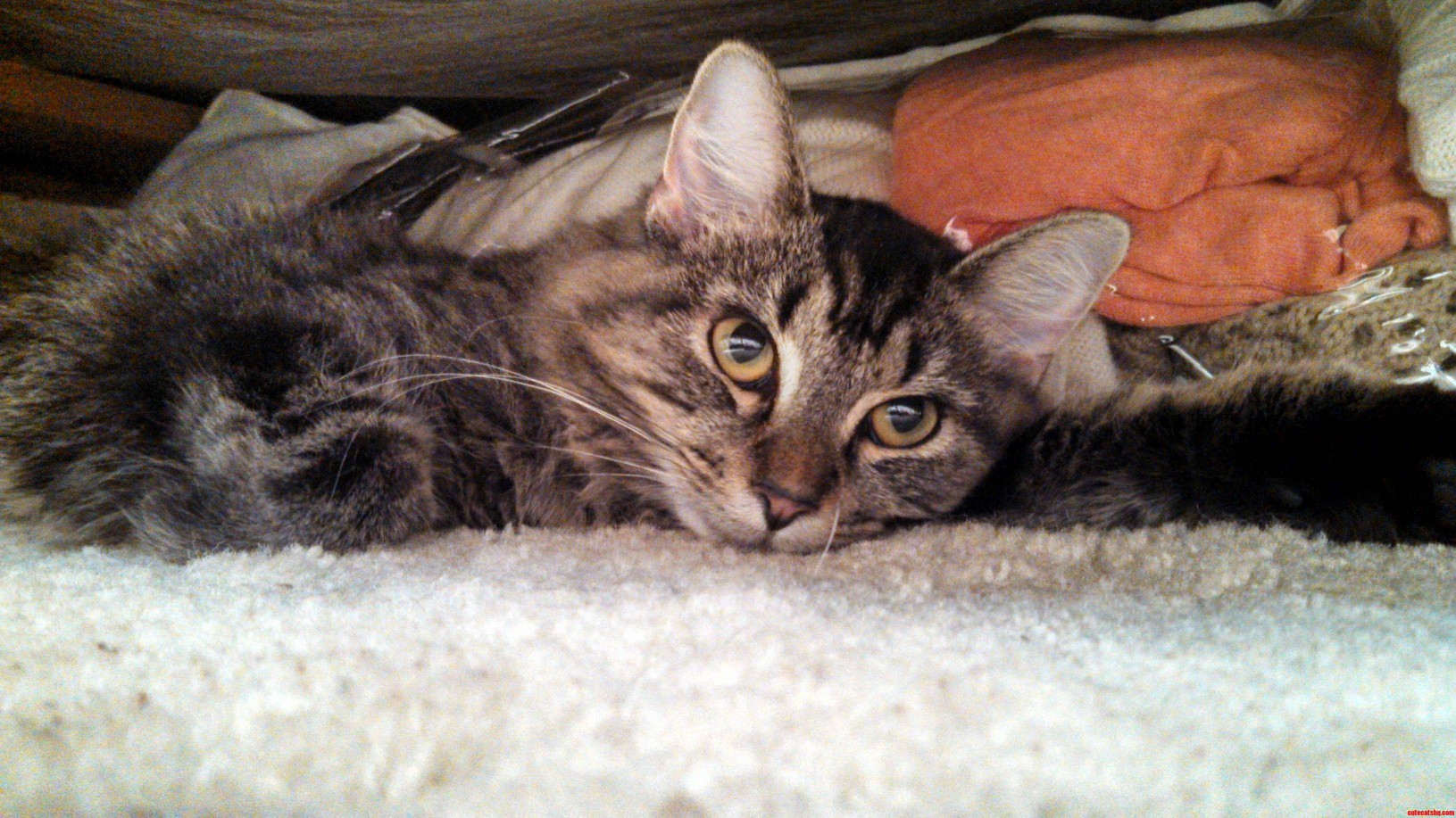 My 11 Month Old Kitten Harper Under A Bed.