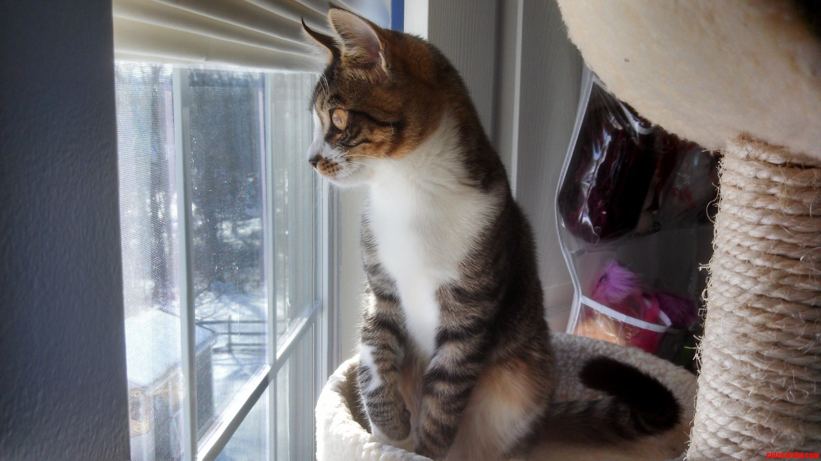 My Beautiful Kitten Looking Out The Window