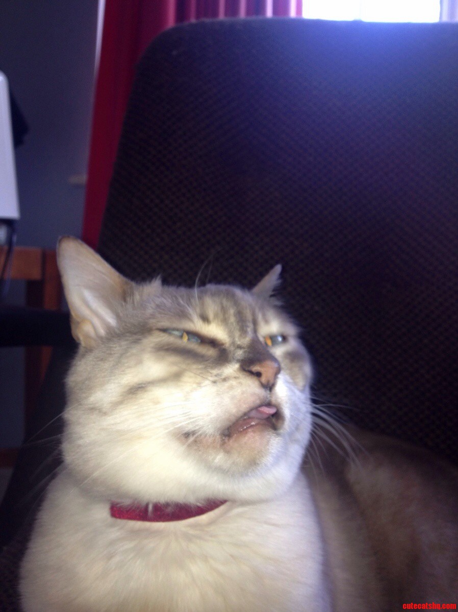 My Cat About To Sneeze