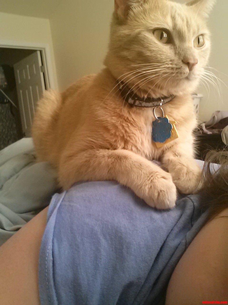 My Cat Gives The Best Massages