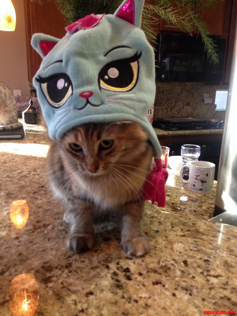 My Cat In A Cat Hat