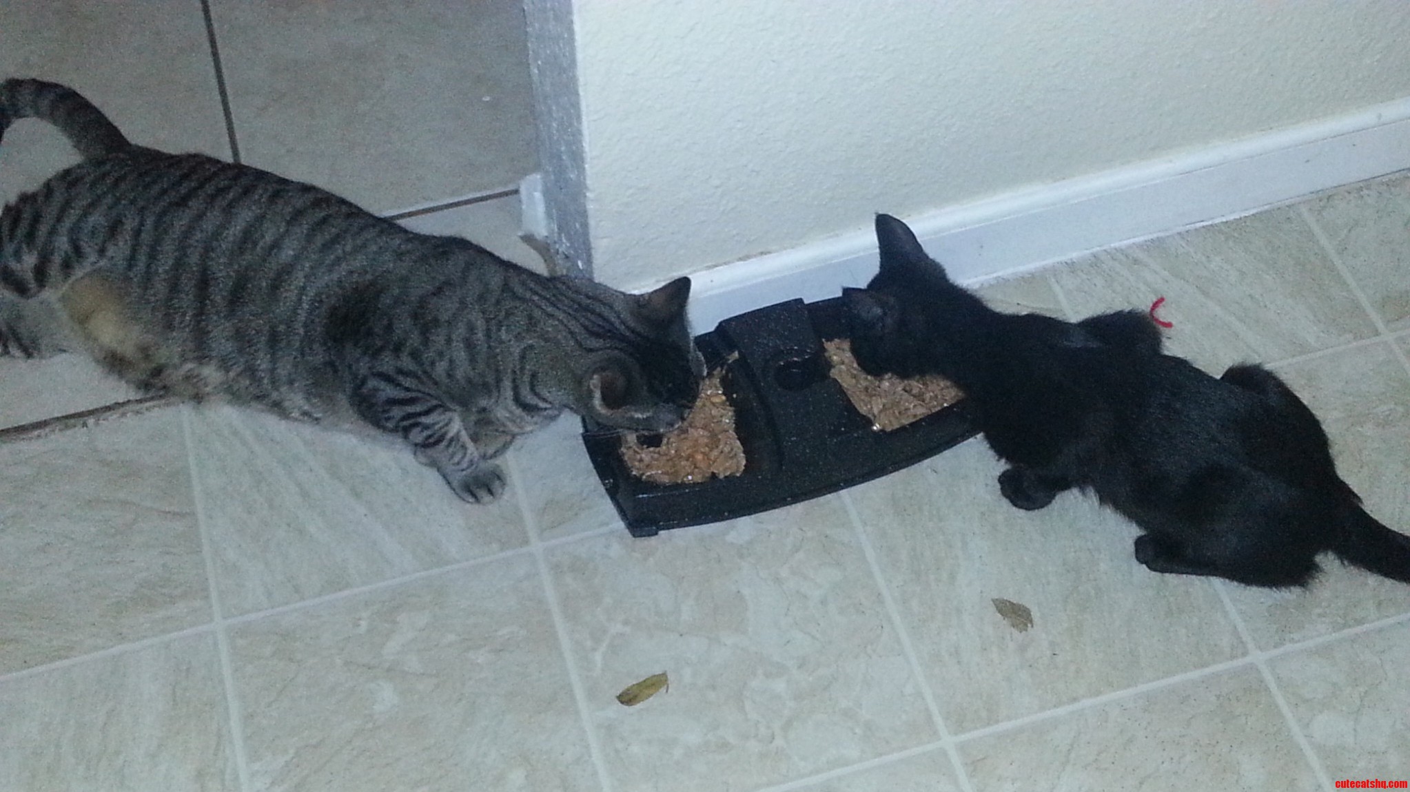 My Cat Is So Freaking Lazy He Wont Even Stand Up To Eat.