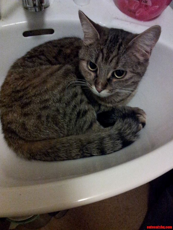 My Cat Is Weird She Likes Laying In The Sink