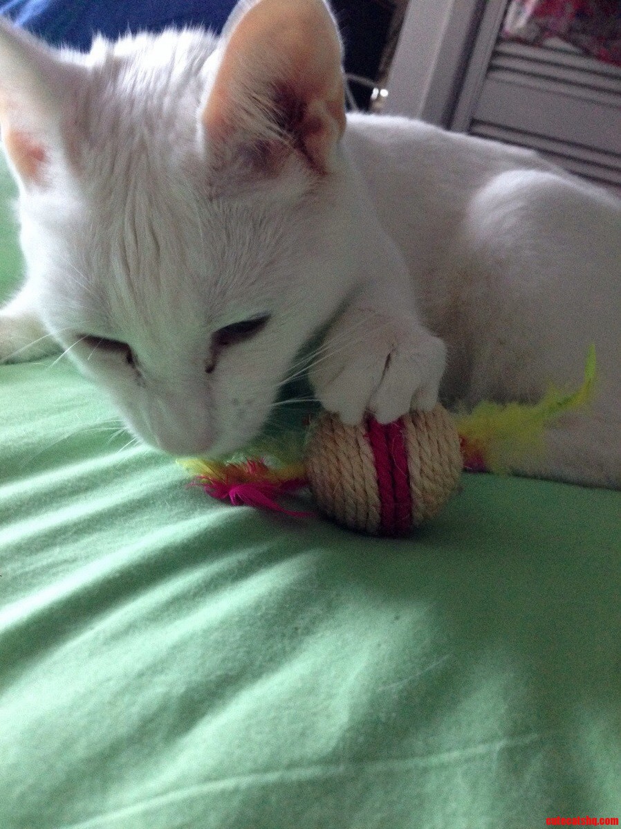 My Cat Likes Her Present