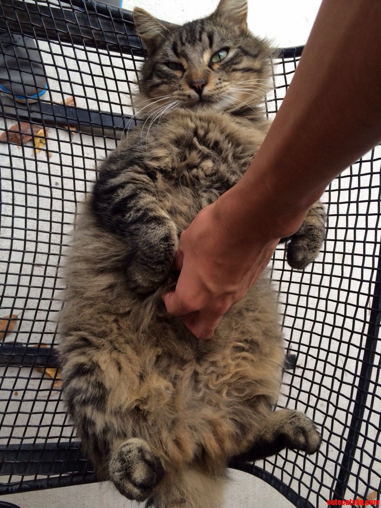 My Cat Only Likes Belly Rubs.