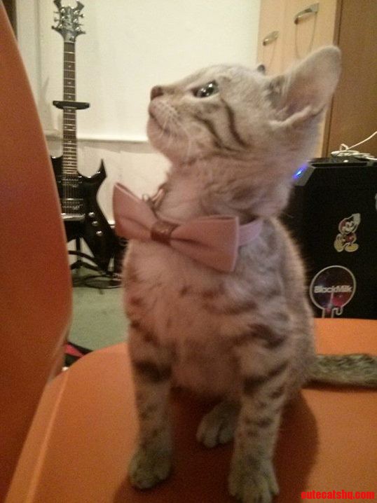 My Kitten Thinks Bow Ties Are Cool.