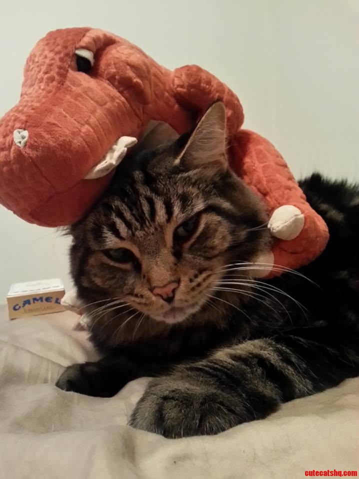 My Maine Coon Bink. With His Dino Frand.