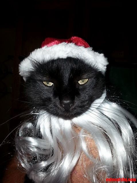 My Parents Cat Is Not In The Holiday Spirit