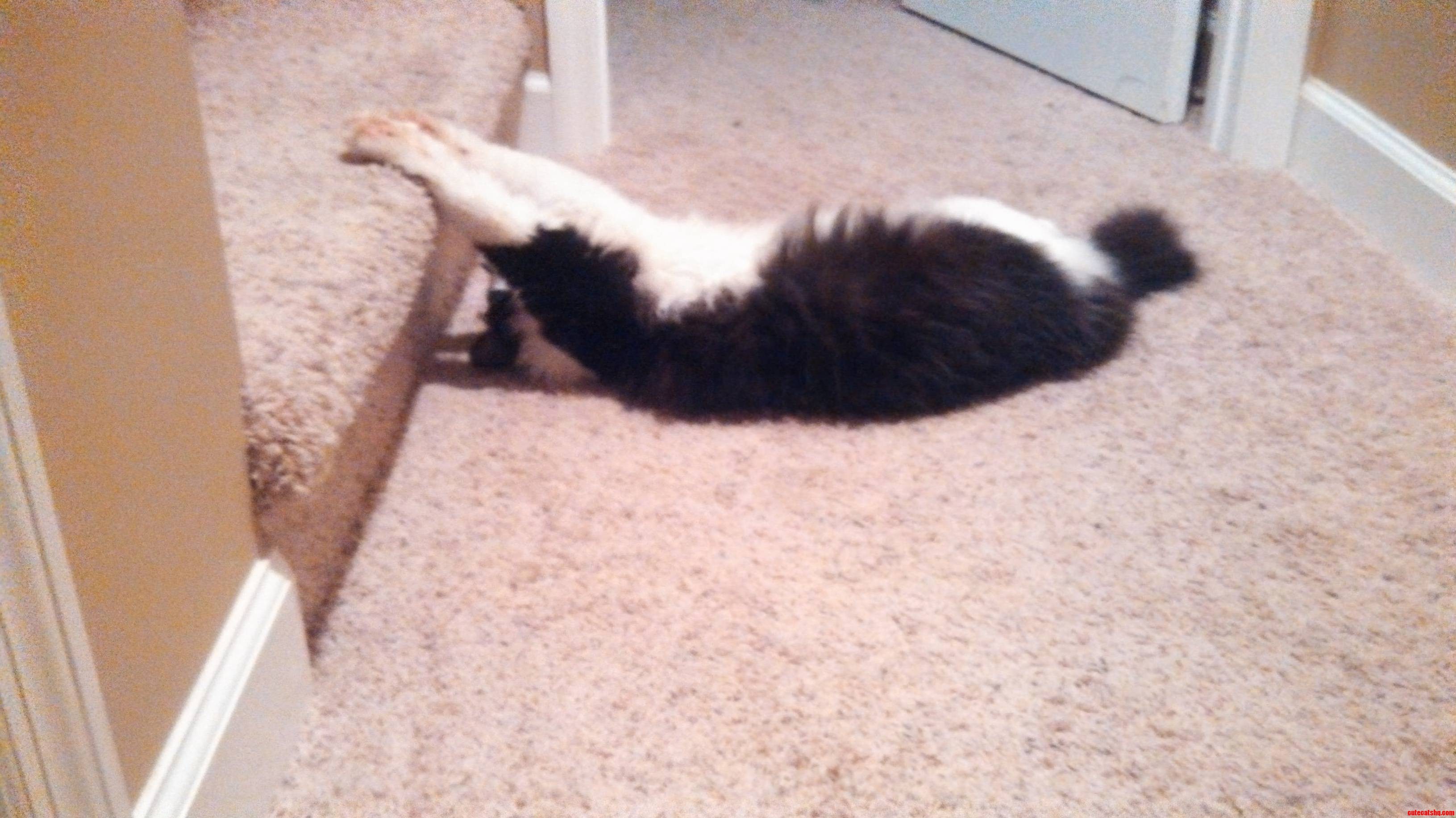 Not Sure How A Cat Falls Asleep Like This..