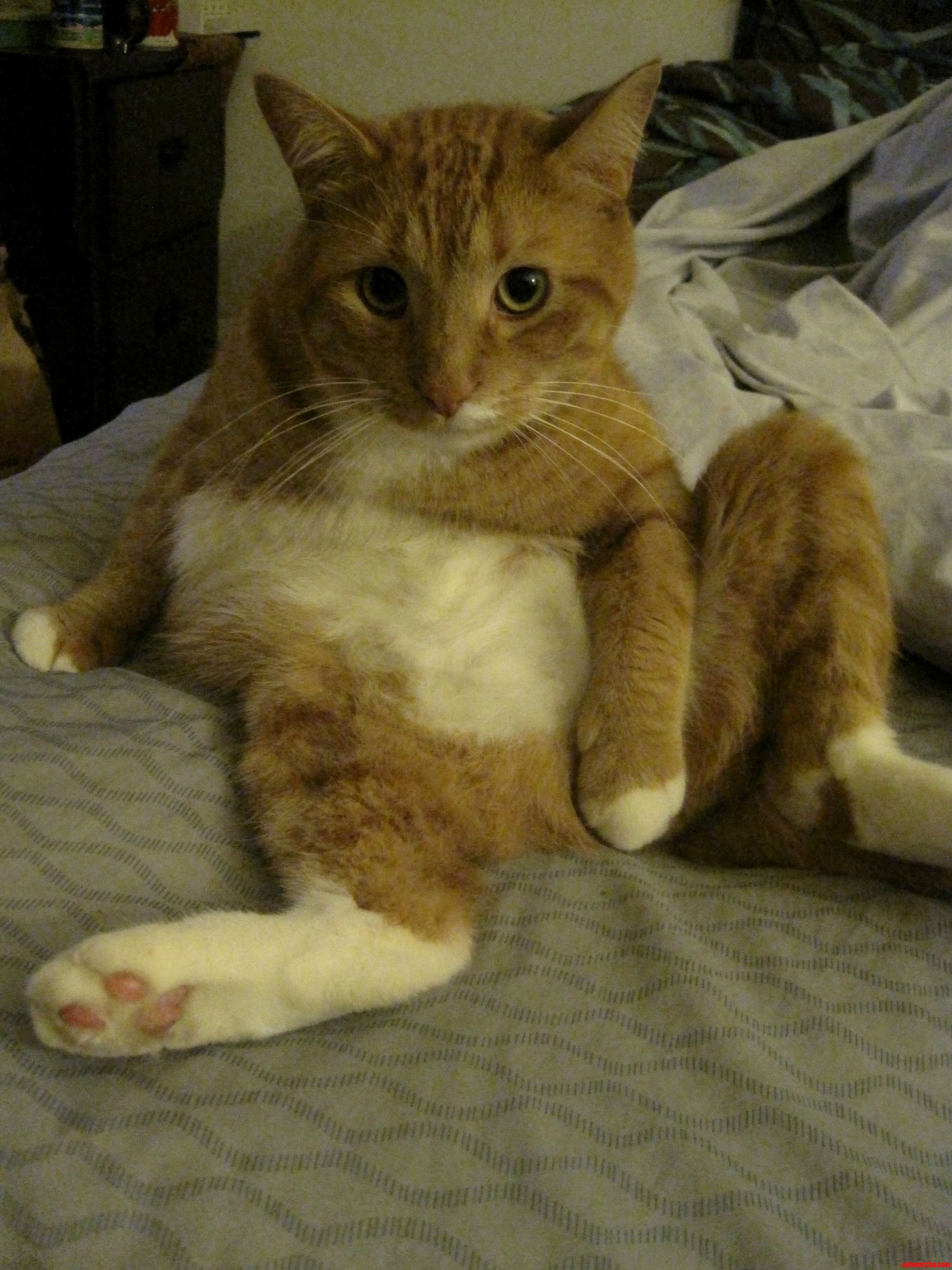 Orange Tabby Gets Ready For The Ladies.