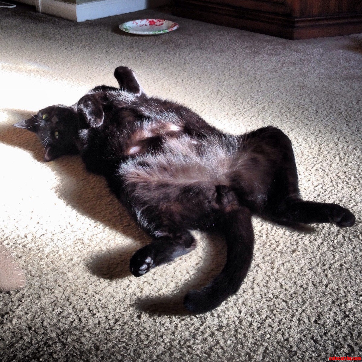 Our Cat Raven Likes Bathing His Hairless Nipples In The Warmth Of The Sun