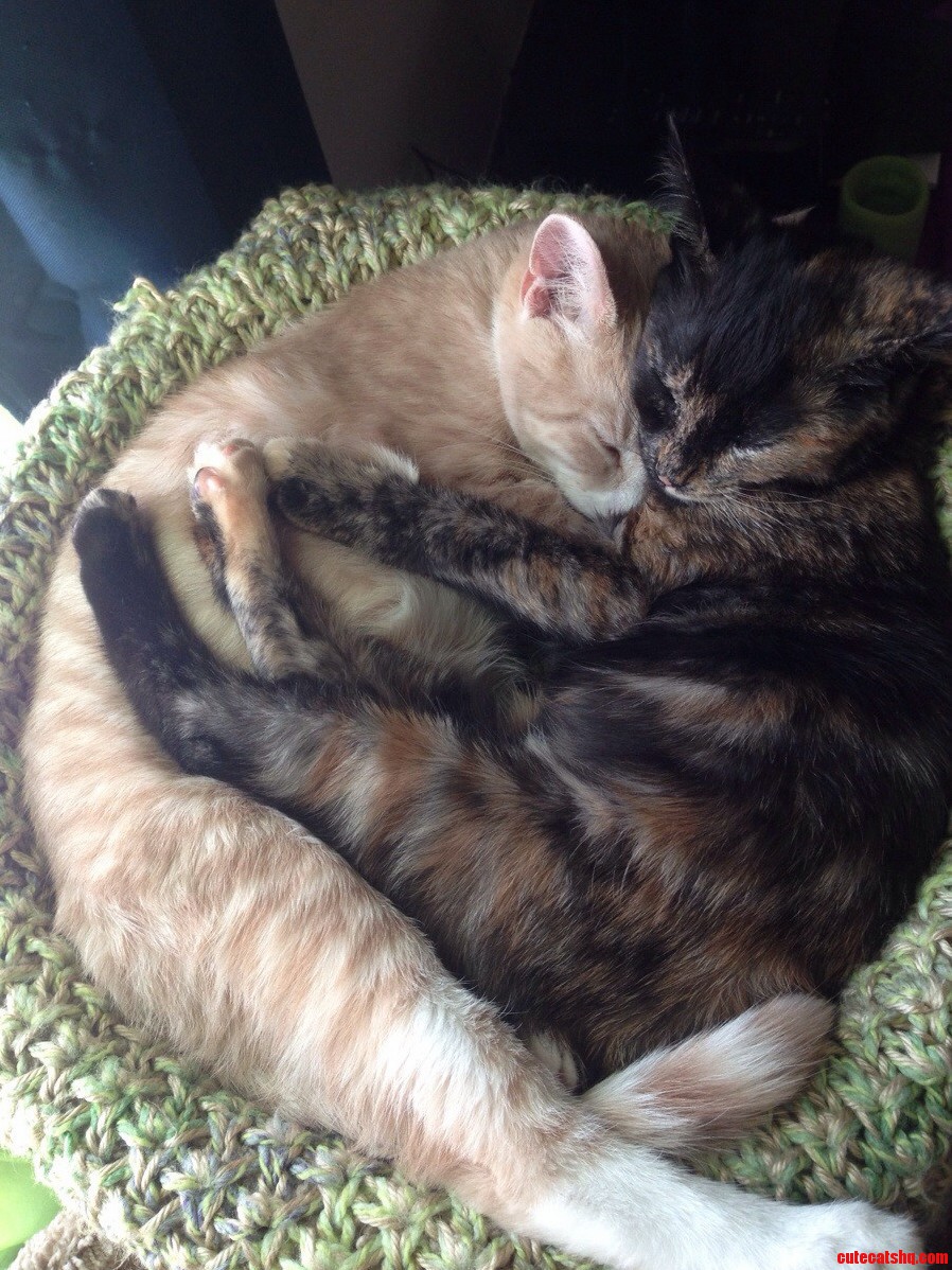 Our Newly Adopted Kittens Are Bffs