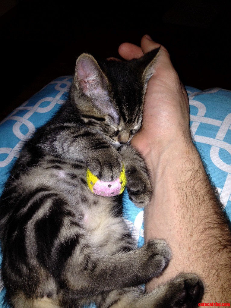 Playful To Sleepy In About One Second.