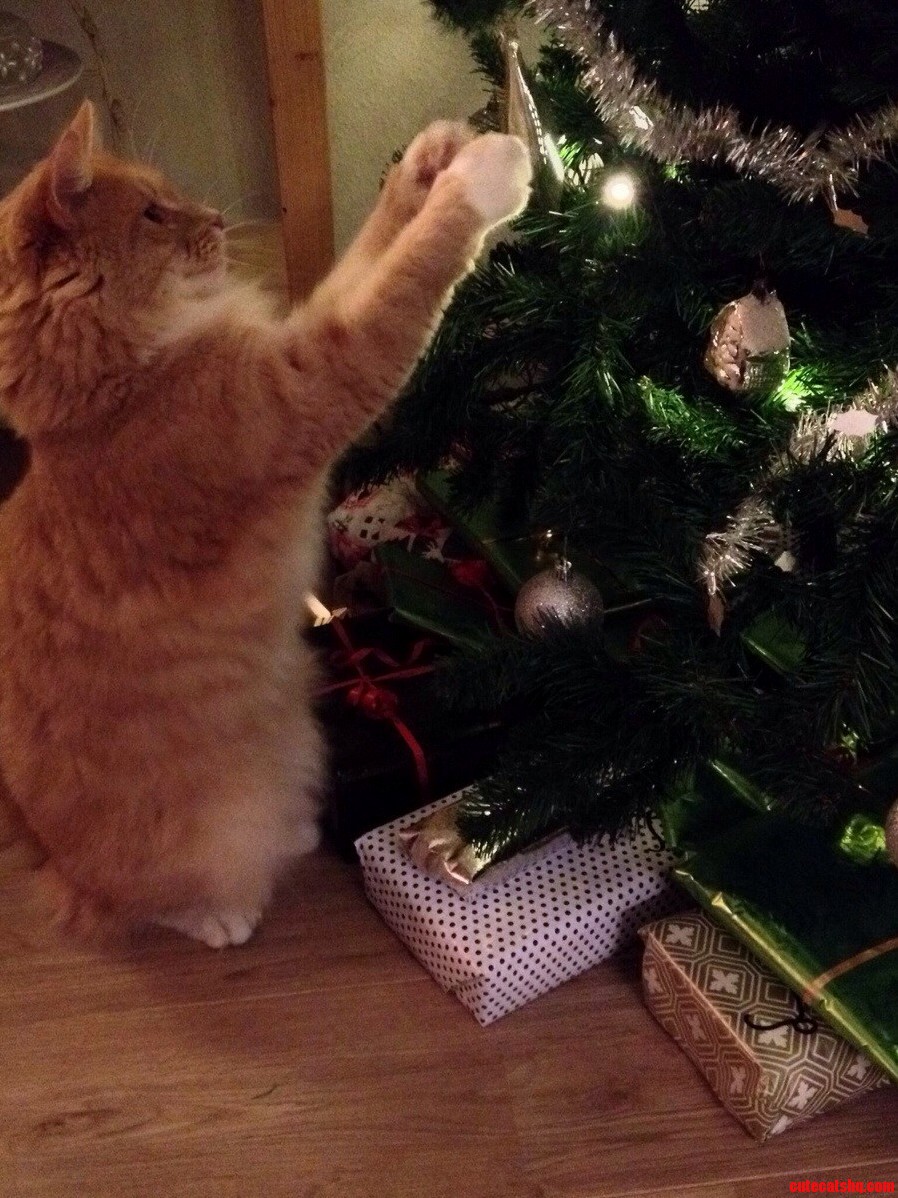 Rearranging The Balls In The Christmas Tree