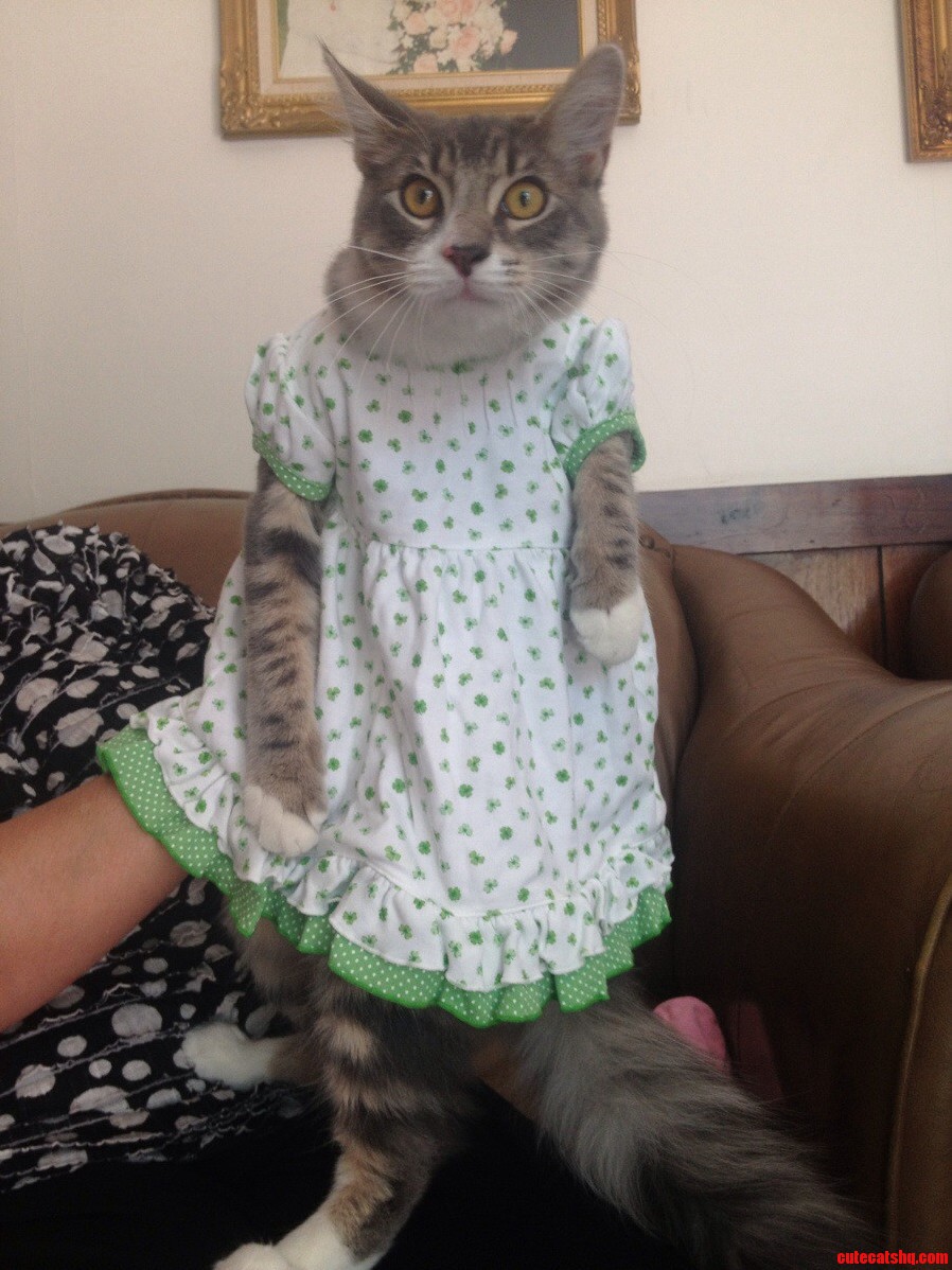 Shoshanna In A Dress…