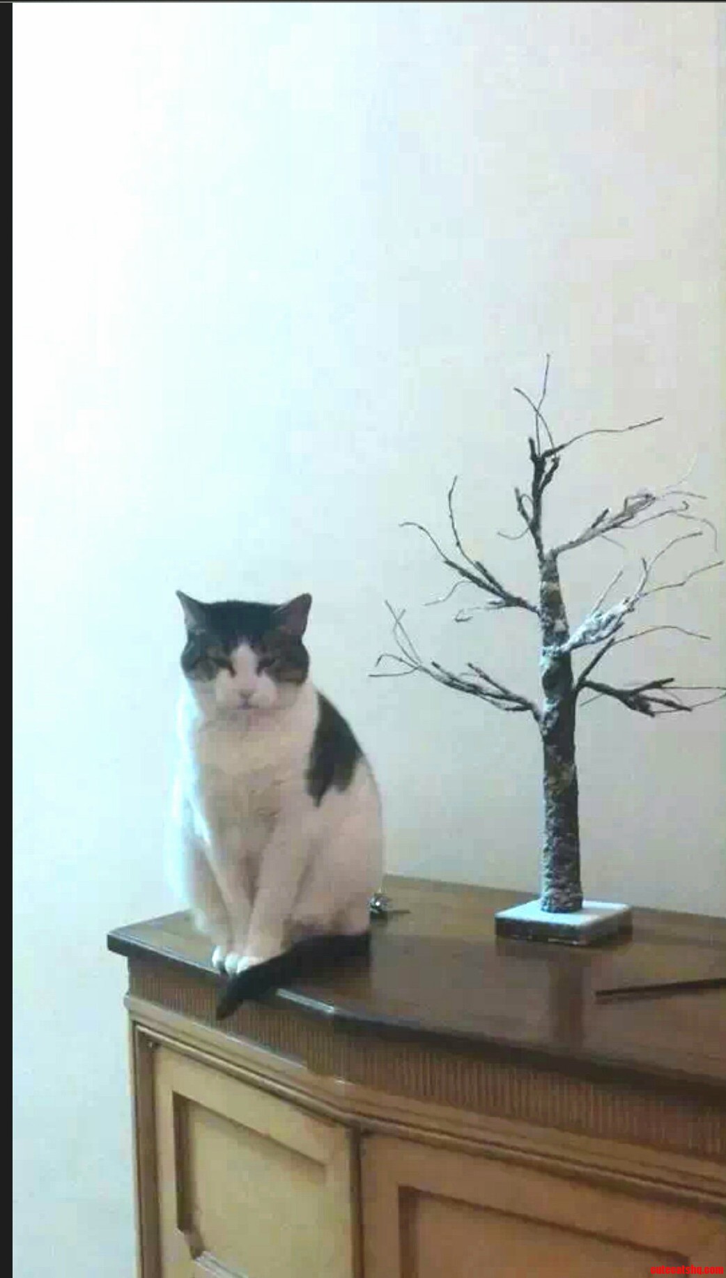 So My Cat Doesnt Like Christmas Decorations Well Just The Little Tree