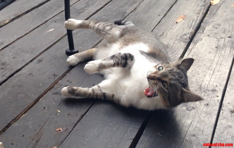 So My Cat Tried Catnip For The First Time Today…