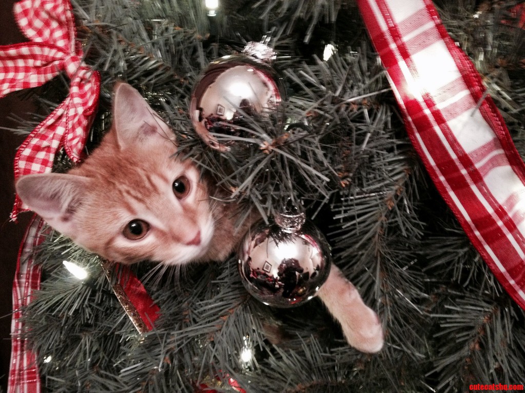 Someone Wants To Be Atop The Christmas Tree.