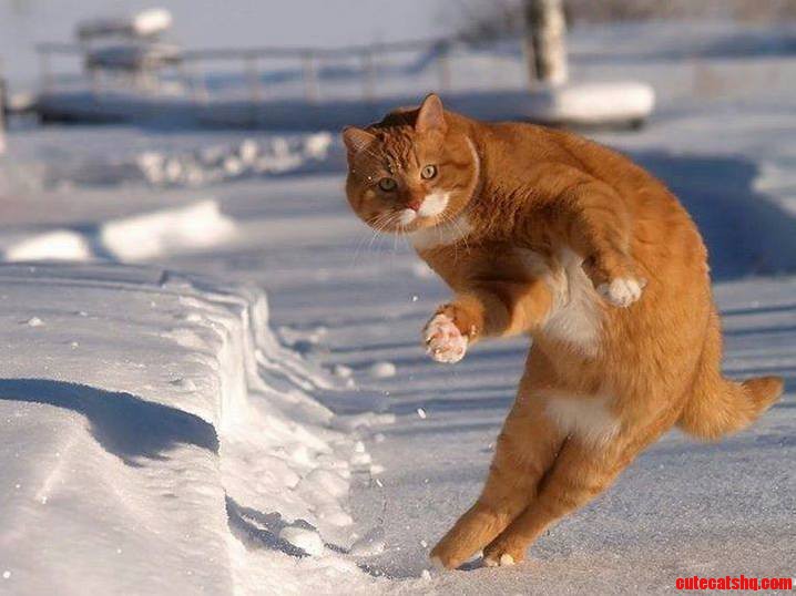 The Dancing Cat.