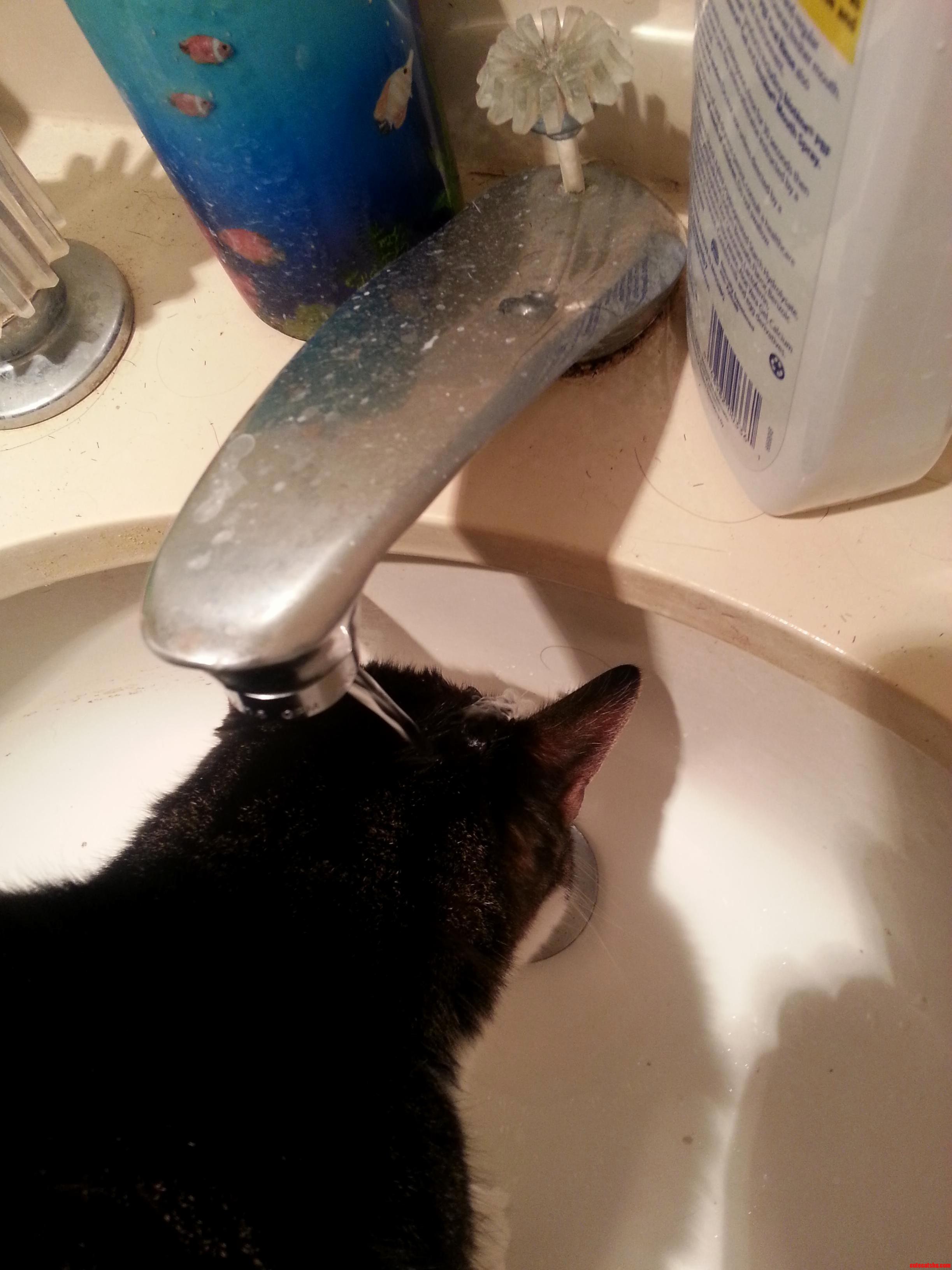 This Is How My Stupid Cat Drinks Water