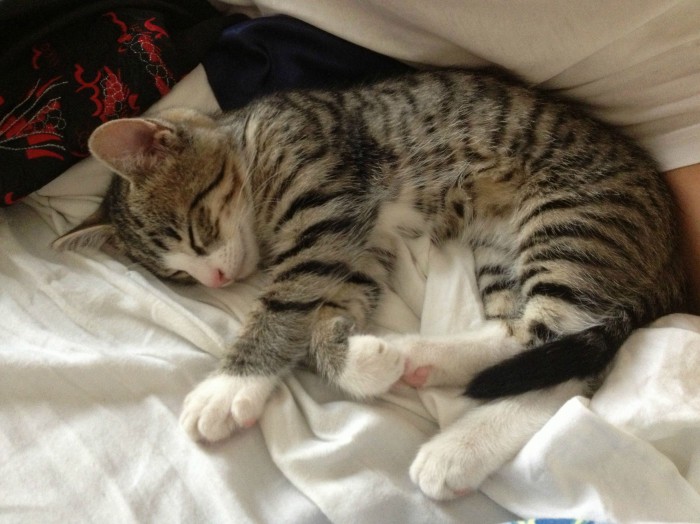 The Cat Doesnt Really Like Car Rides. Cute cats HQ Pictures of cute