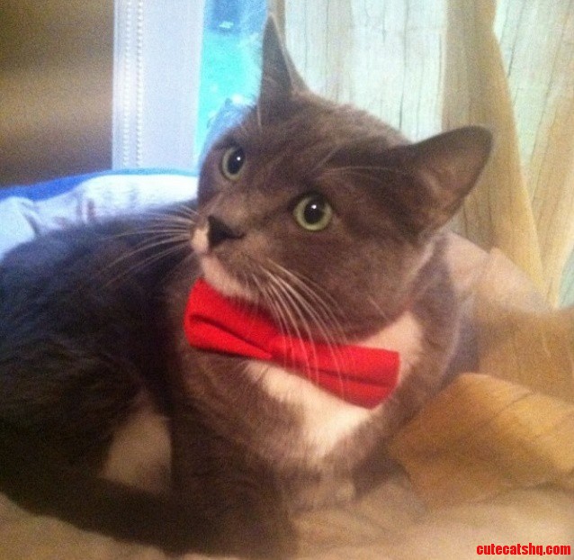 What Do You Mean You Dont Like My Bow Tie