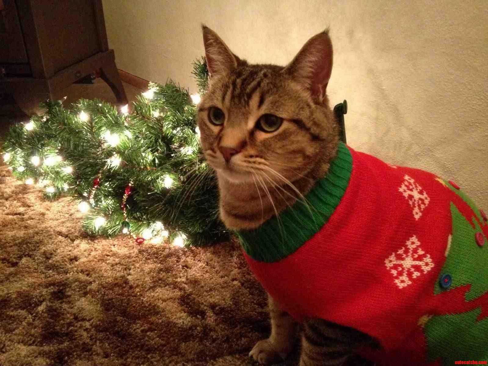 What My Sisters Cat Thinks Of Christmas