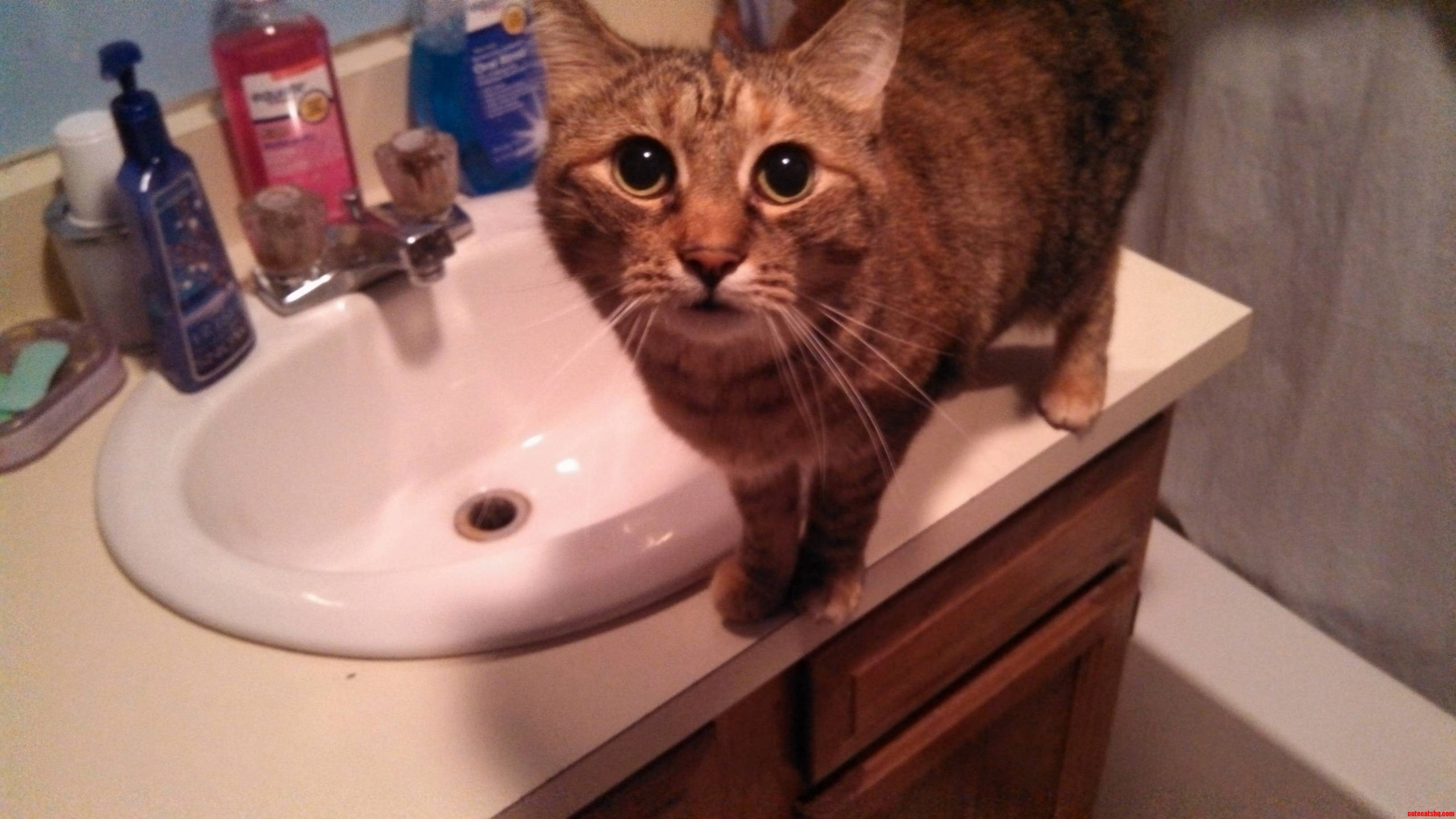 Without Fail My Cat Patton Comes To The Sink For Water Everytime I Go To The Bathroom….