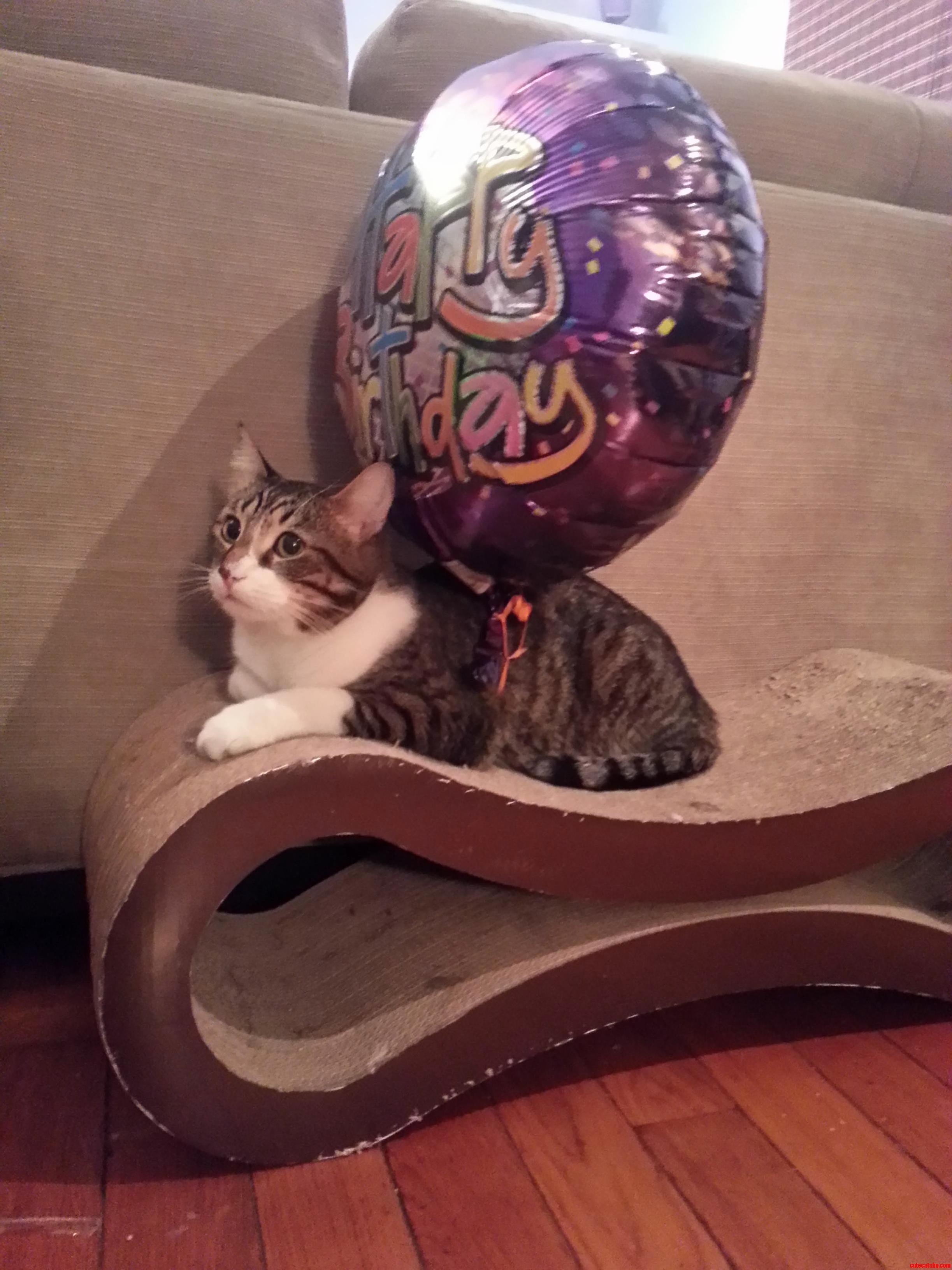 Balloon Kitty