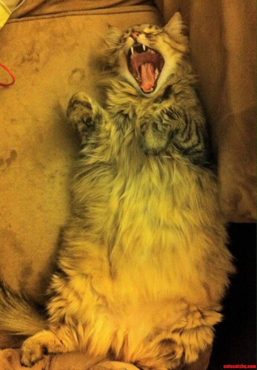 Big Yawns