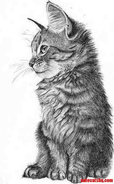 Cat Drawing | Cute cats HQ - Pictures of cute cats and kittens Free