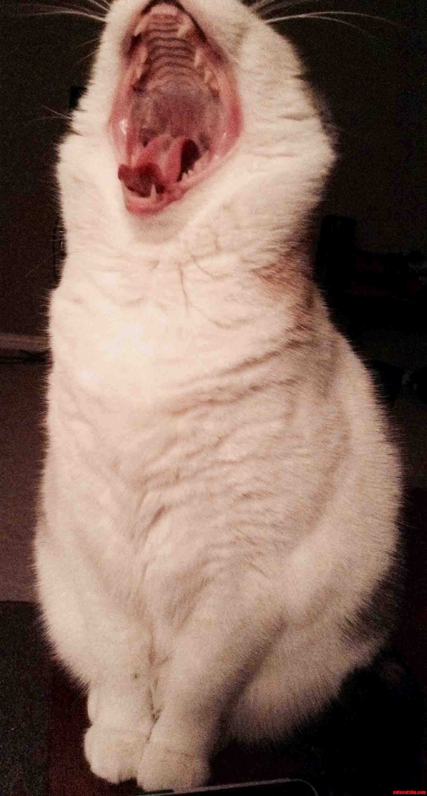 Caught Her In The Middle Of A Yawn.