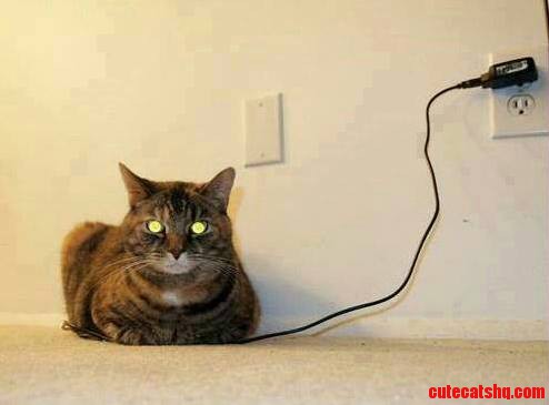 Do Not Disturb… Cat Is Charging
