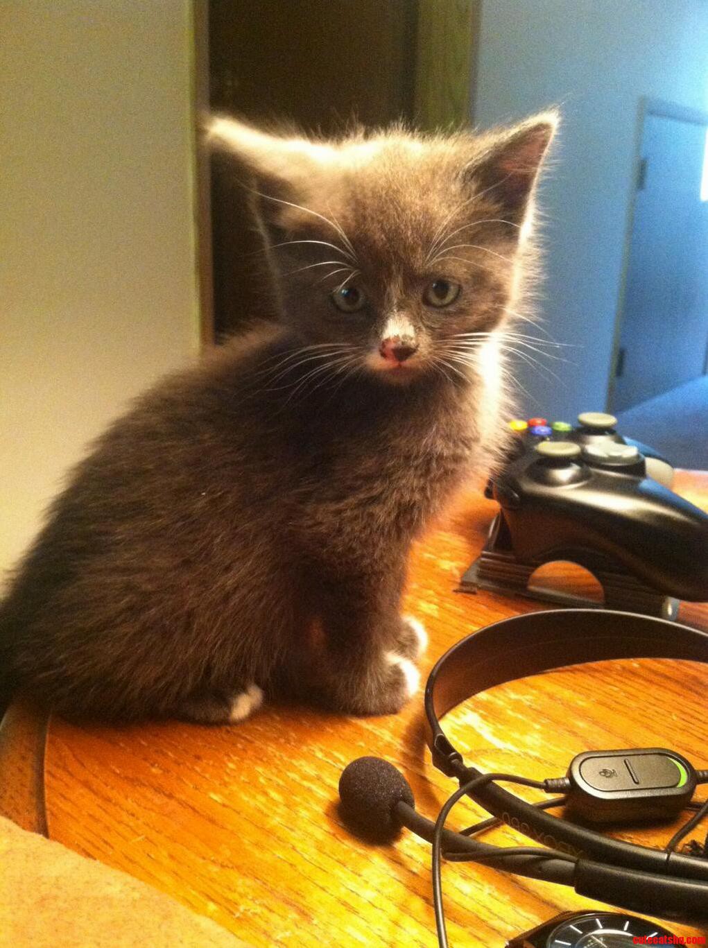 Gaming Kitten