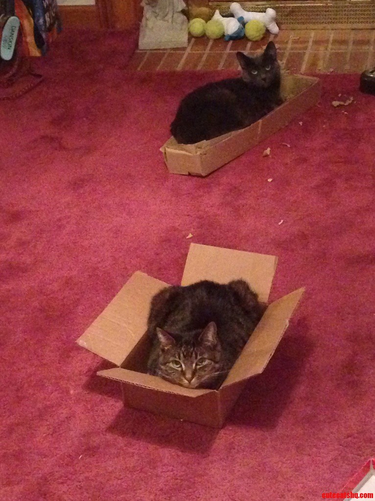 Happy Kitties In Their Boxes.