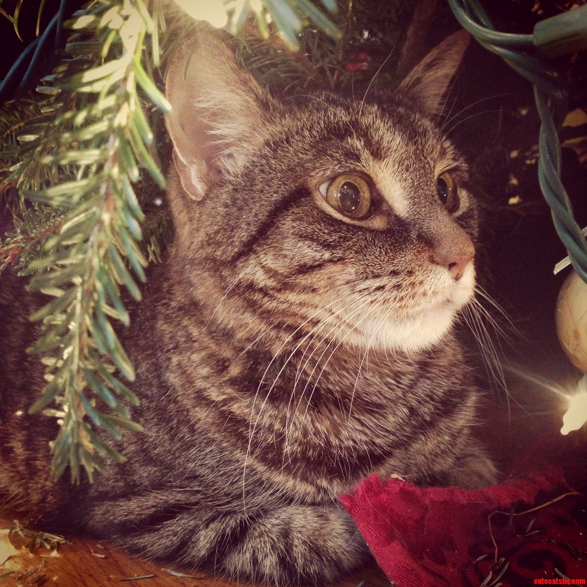 Hiding Under The Christmas Tree While It Lasts.