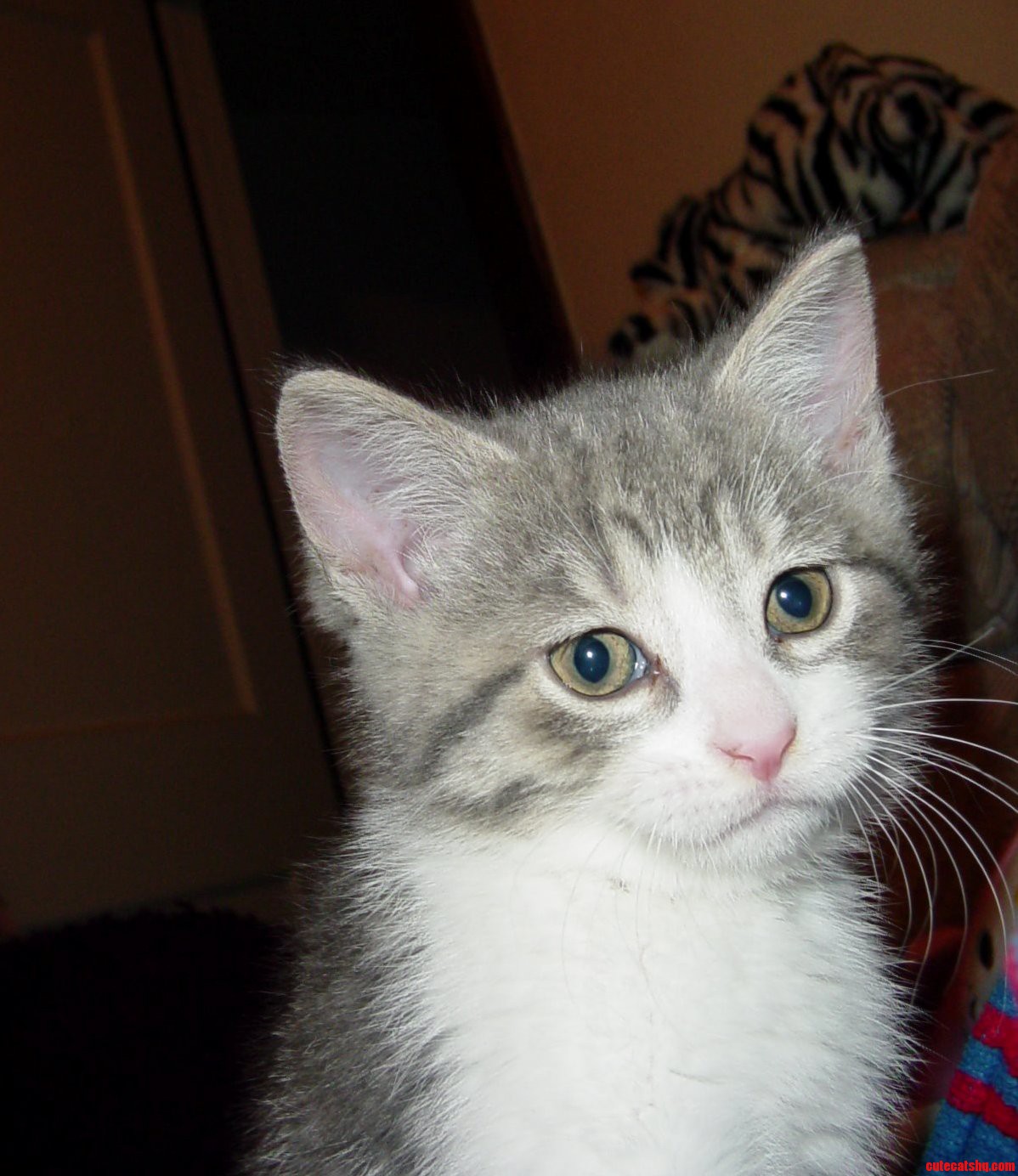 I Found A Kitten Pic Of My Old Cat Huguenot