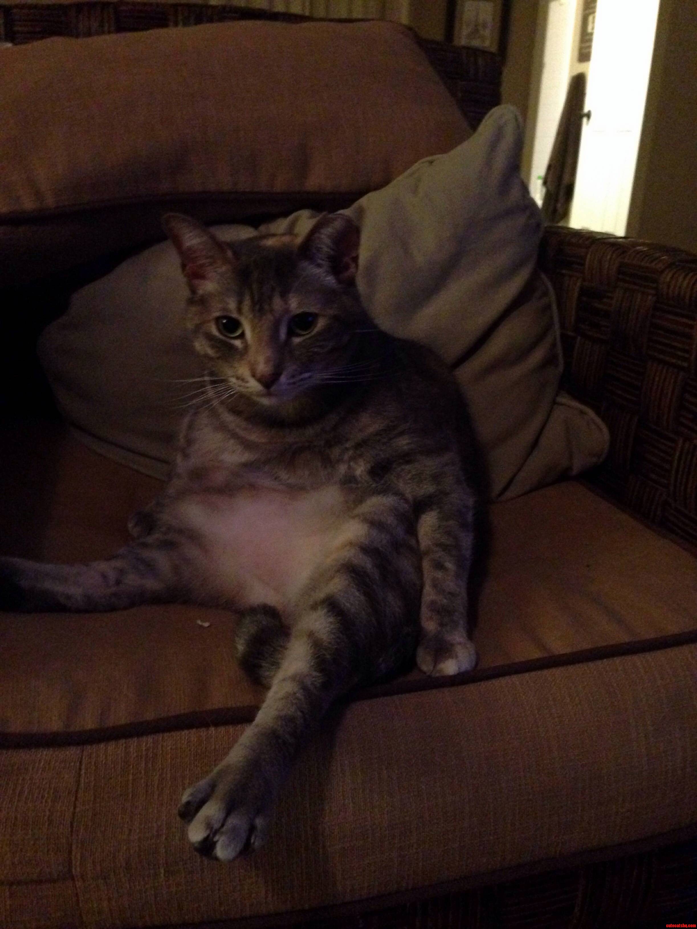 I Heard You Guys Like Cats Who Sit Awkwardly.