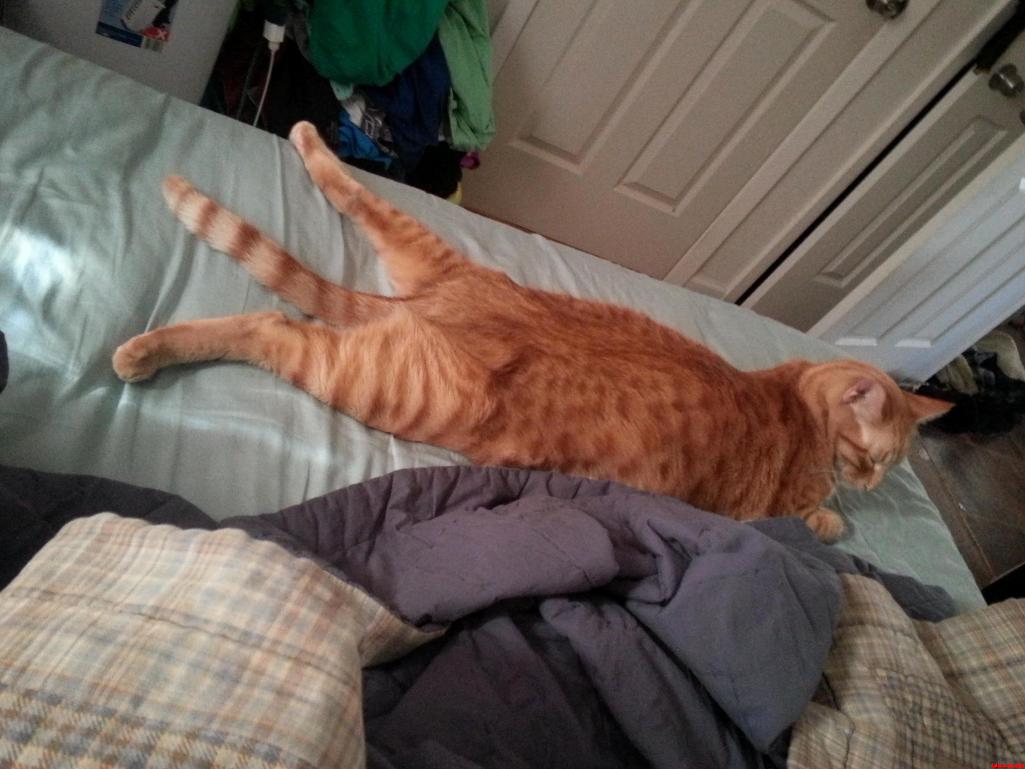 I Love When He Lays Like This- My Cat Buddha