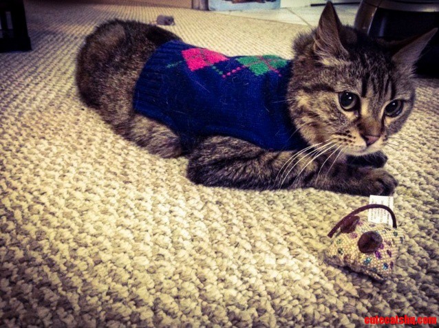 I Put A Christmas Sweater On My Cat Today